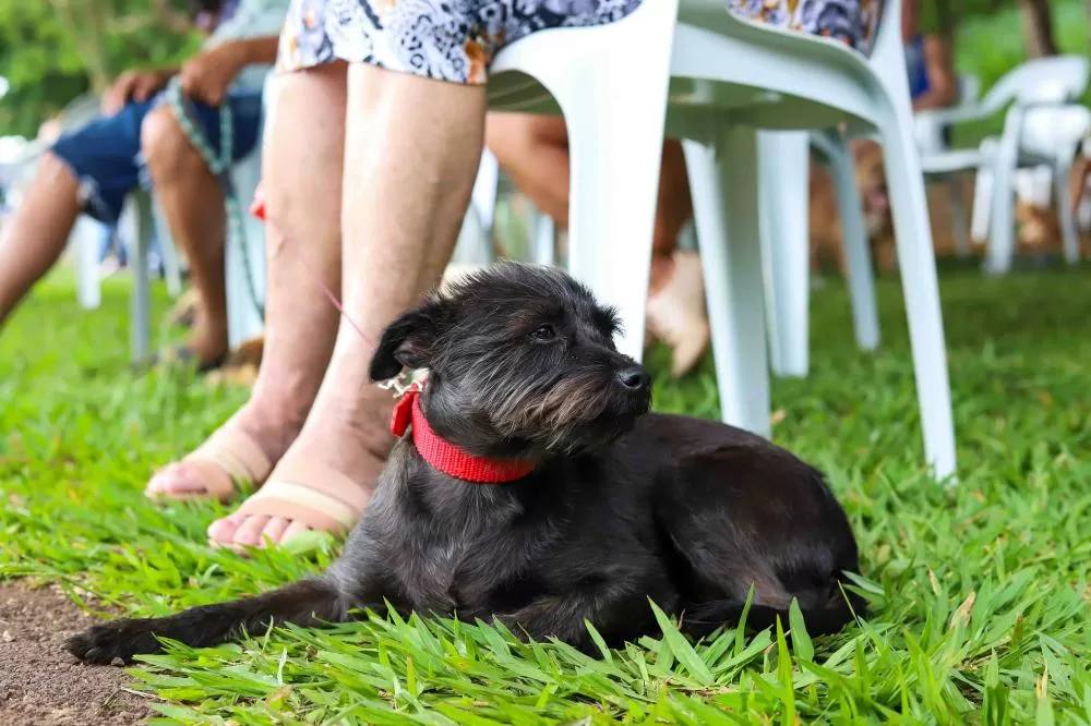 Programa CastraPet Paraná terá pela primeira vez ação de castração de pets na Ilha do Mel, em Paranaguá Foto: Patryck Madeira/SEDEST