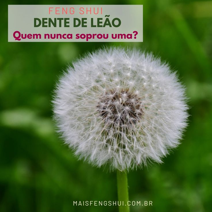 Dente-de-Leão