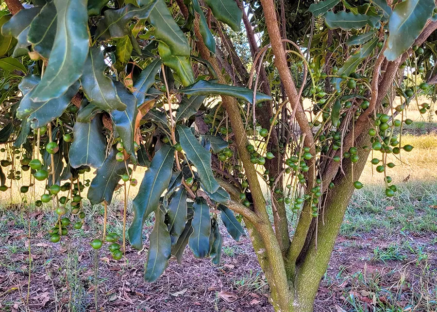 Pela primeira vez, identificadas as principais doenças que atingem a noz macadâmia no Brasil. Foto: Jeanne Prado