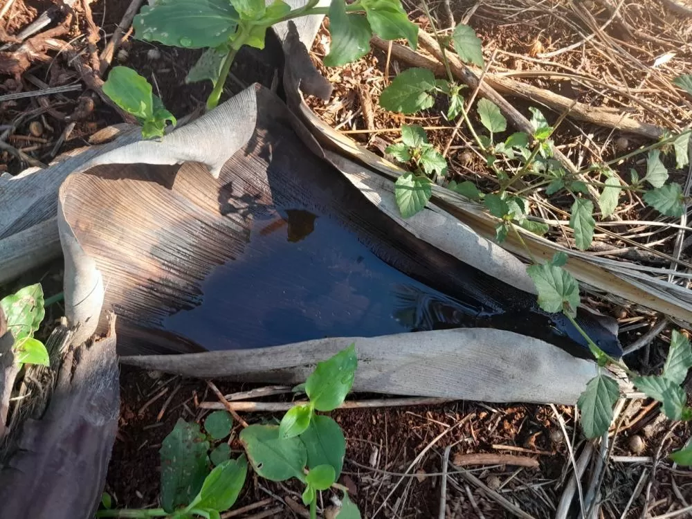 (Foto: Divulgação)