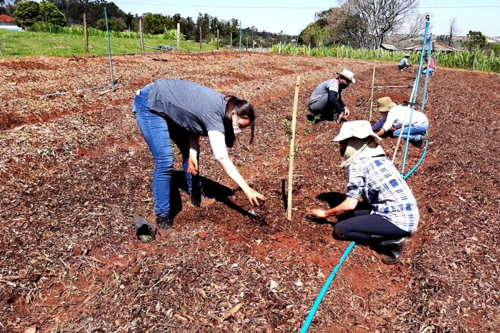 Fazenda experimental da UEM: setor de agroecologia e orgânicos completa 20 anos Foto: UEM
