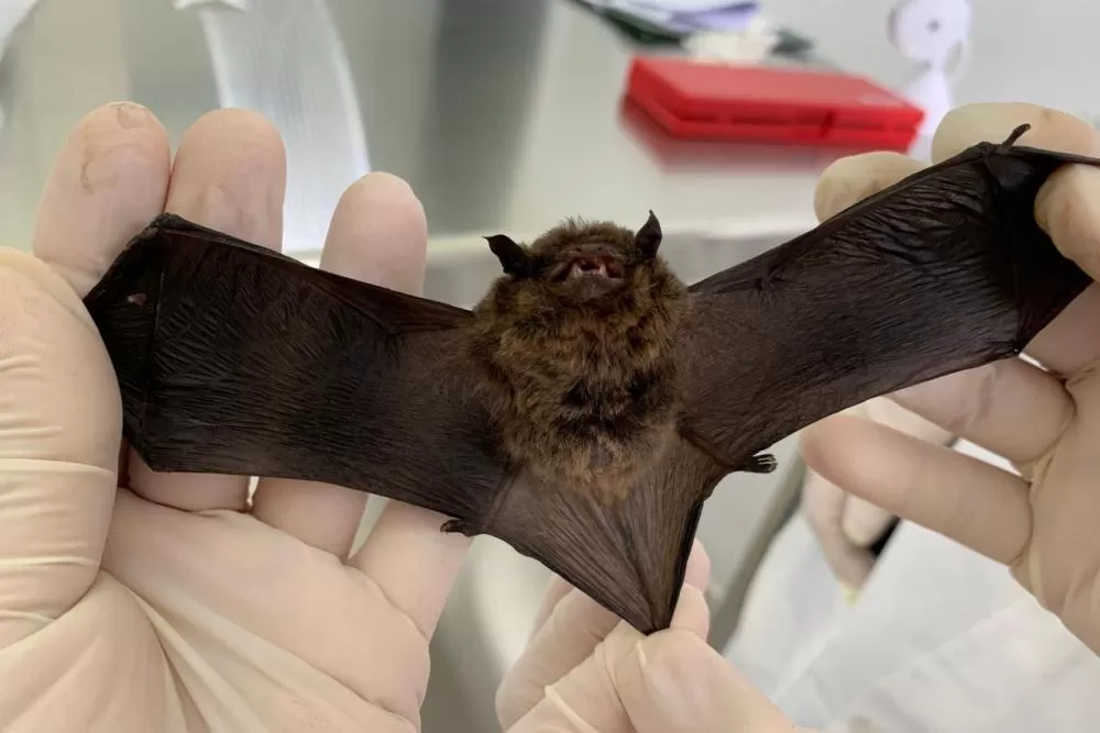 Sesa alerta para cuidados com morcegos e prevenção contra a raiva no verão Foto: Tatiane Dombroski/ Sesa