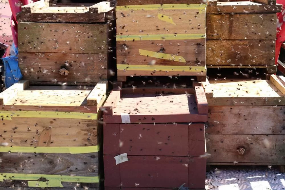 Fotos: Divulgação/Projeto Opaná