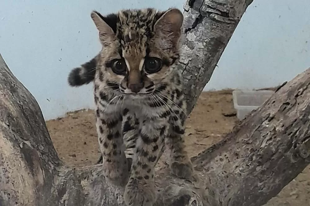 IAT fecha 2024 com 3.735 atendimentos à fauna silvestre no Paraná Foto: IAT