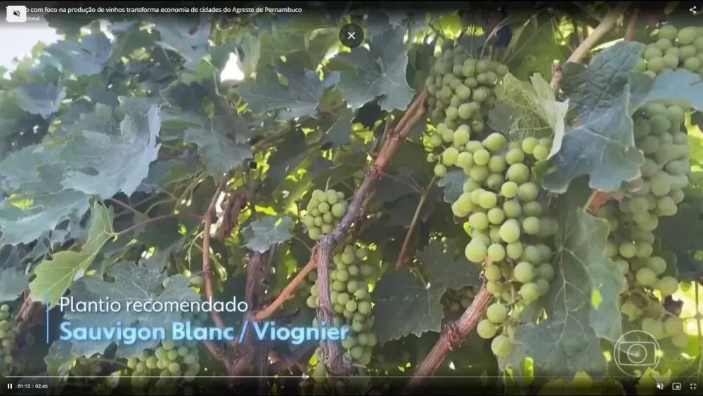 Turismo com foco na produção de vinhos transforma economia no agreste pernambucano