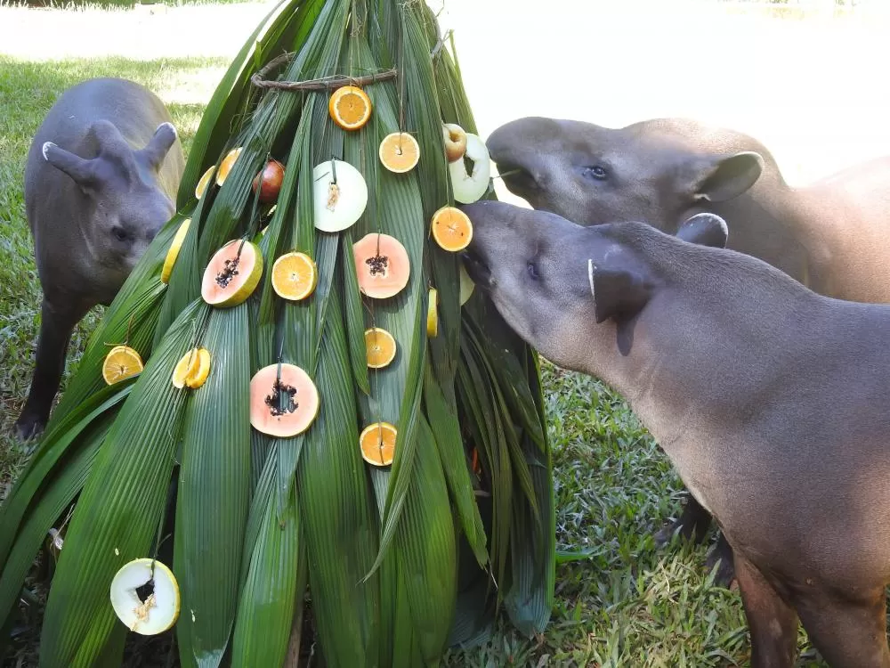 Fotos: Raiz Ambiental/Itaipu Binacional. 