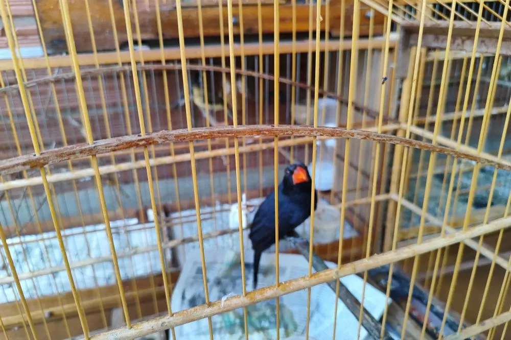 IAT apreendeu cativeiro com 33 aves irregulares em Paranavaí, no Noroeste do Paraná Foto: IAT PARANAVAÍ