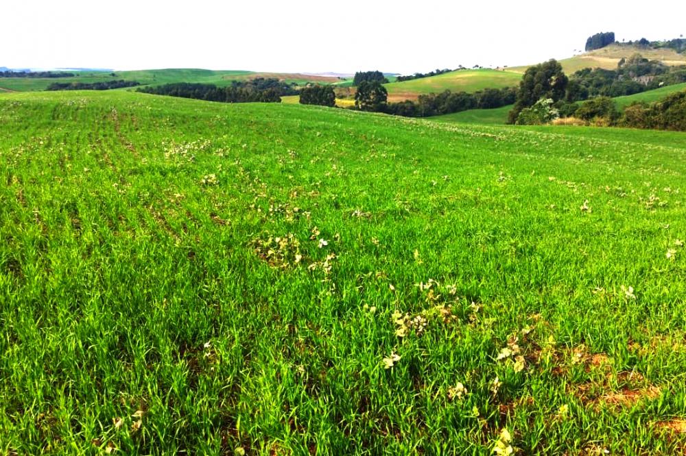 Portaria federal reforça alerta da Adapar sobre importância do vazio sanitário da soja Foto: Adapar