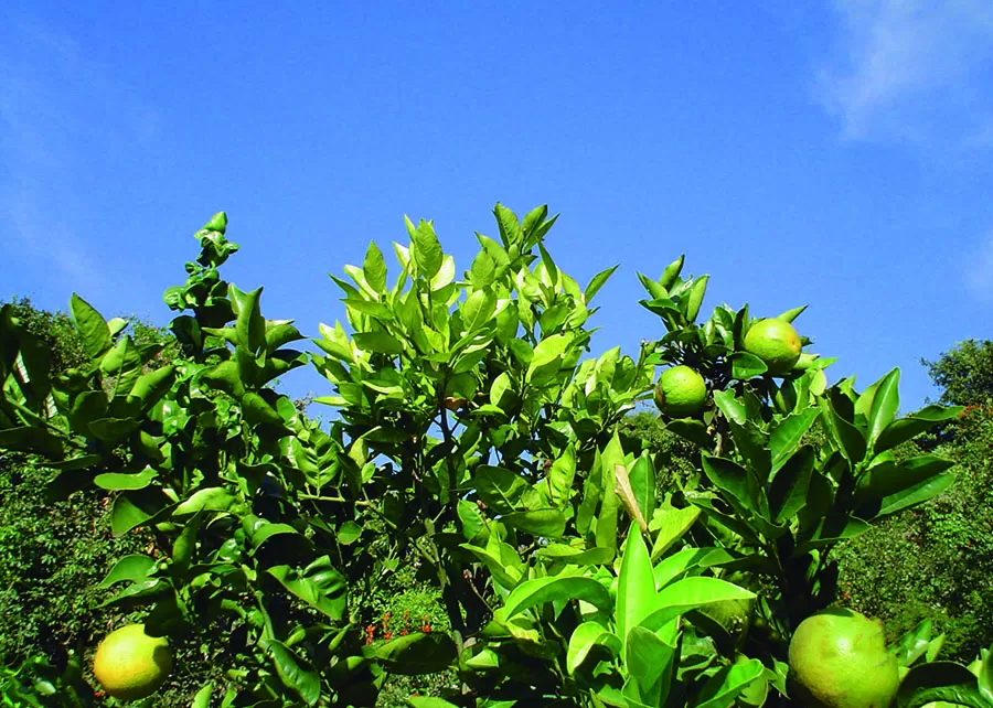 Estudos mostram que a aplicação de nanopesticidas pode ser muito mais eficaz em comparação com os pesticidas convencionais já existentes. Foto: Eduardo Stuchi