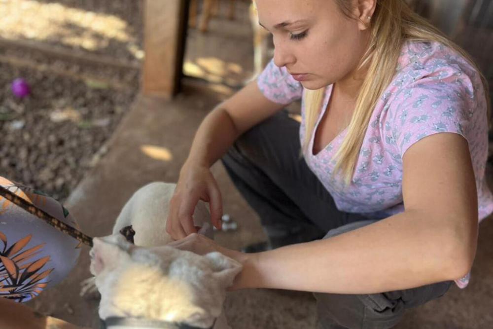 Durante este mês, doses serão aplicadas em cães e gatos comunitários, de famílias que integram o CadÚnico ou que estão sob guarda de protetoras cadastradas pela SMMA