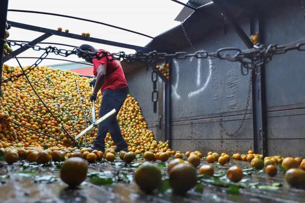Exportações de frutas do Paraná crescem 33% e chegam a US$ 14 milhões em 2024