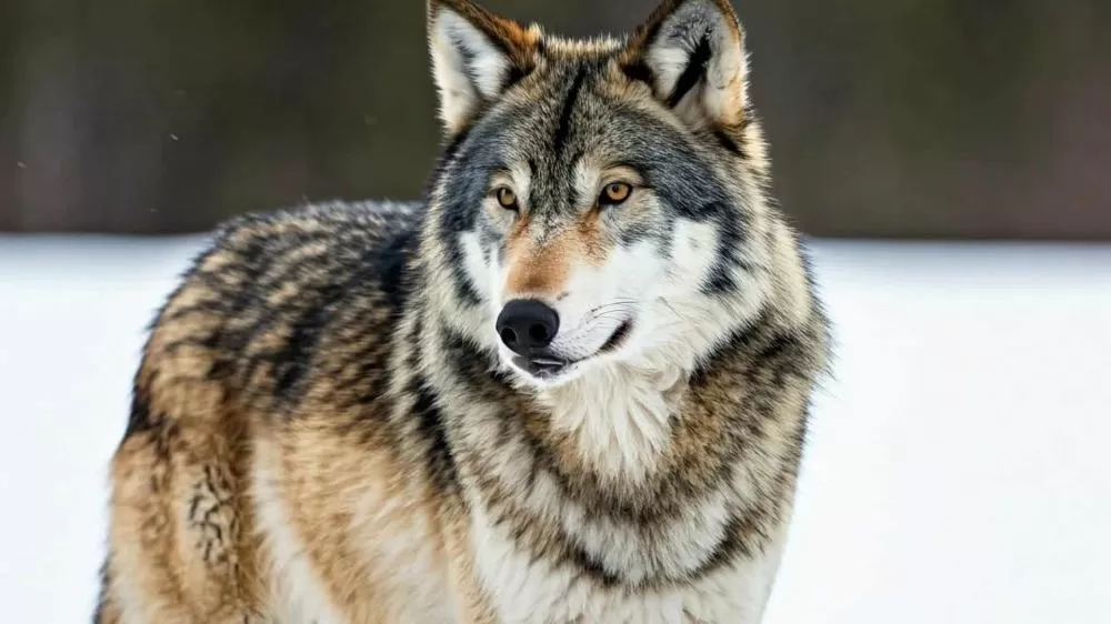 Imagem: Shutterstock IA