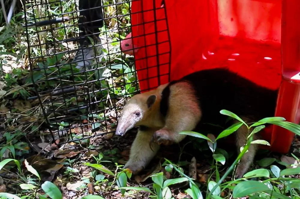 Após resgate em residência, IAT devolve tamanduá-mirim para a natureza