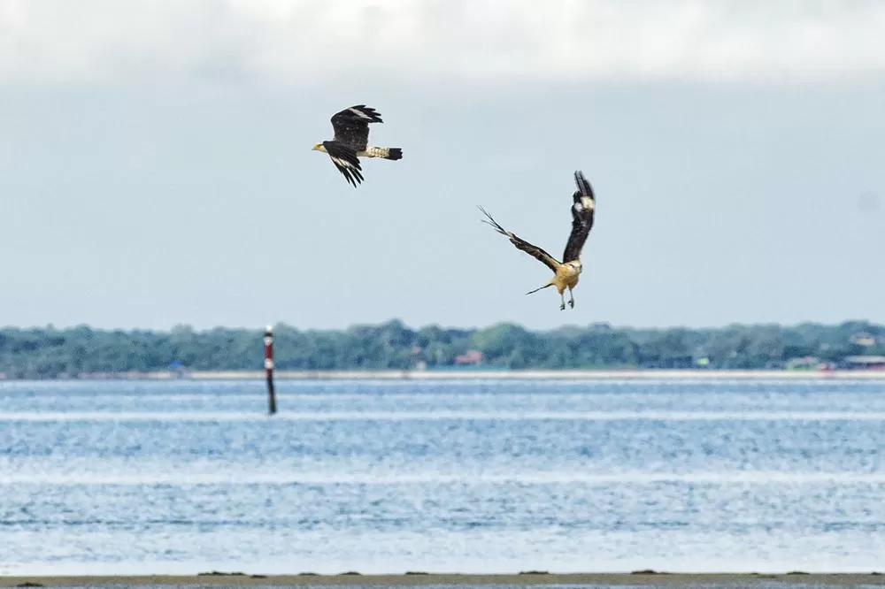 Passarinhar: observação de aves desperta a atenção de turistas na Ilha do Mel