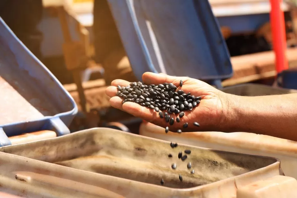 (Foto: Divulgação)