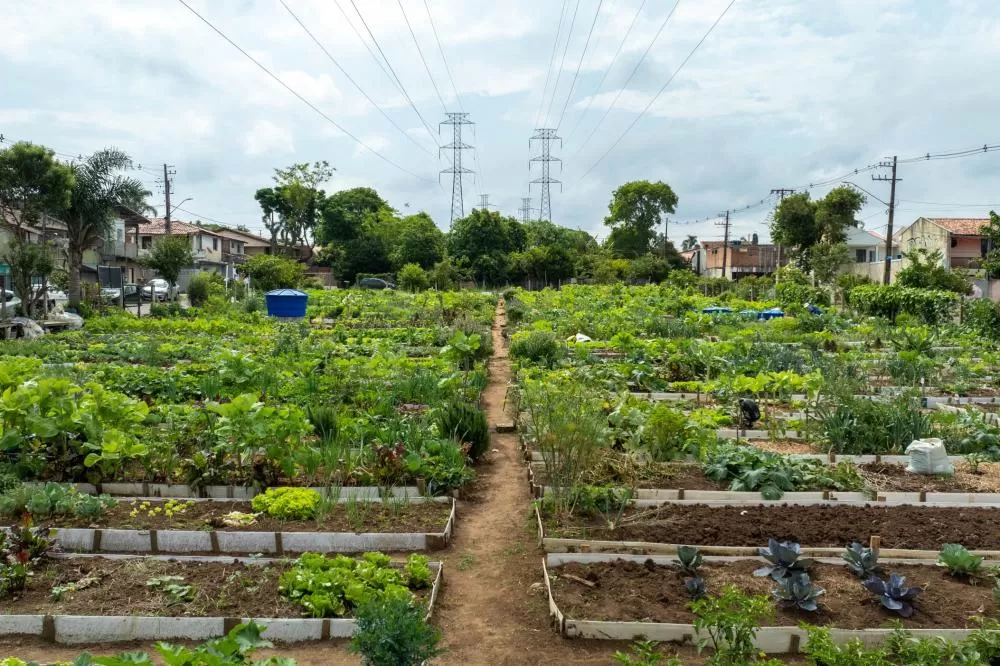 Programa de hortas comunitárias da Copel chega a 2025 com mais seis unidades Foto: Copel