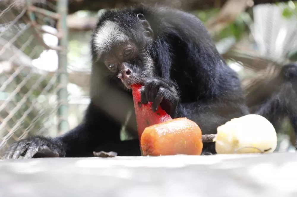Zoológico aposta em alimentação especial para garantir bem-estar animal durante o verão