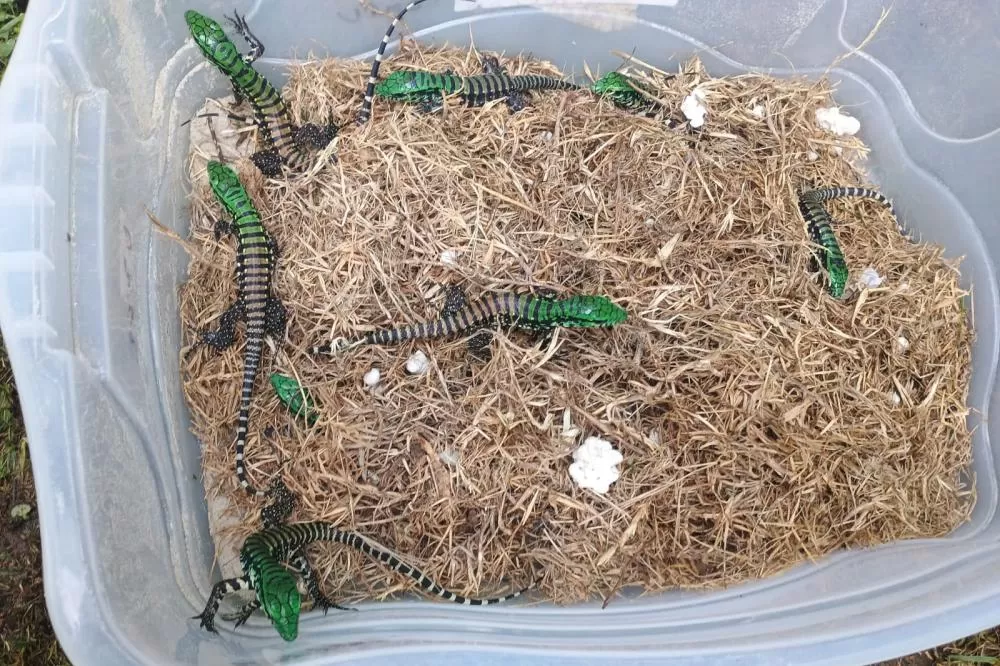 Filhotes de lagarto-teiú devolvidos à natureza nesta sexta-feira (31), no Litoral do Paraná, por técnicos do Instituto Água e Terra (IAT) Foto: IAT