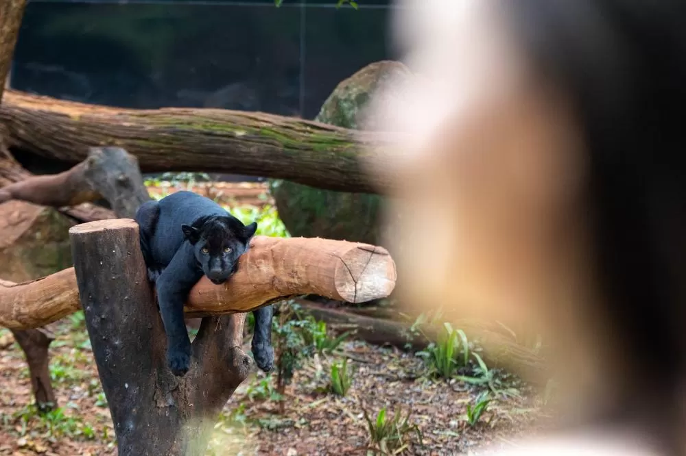 Turismo da Itaipu fecha janeiro com crescimento nas visitas