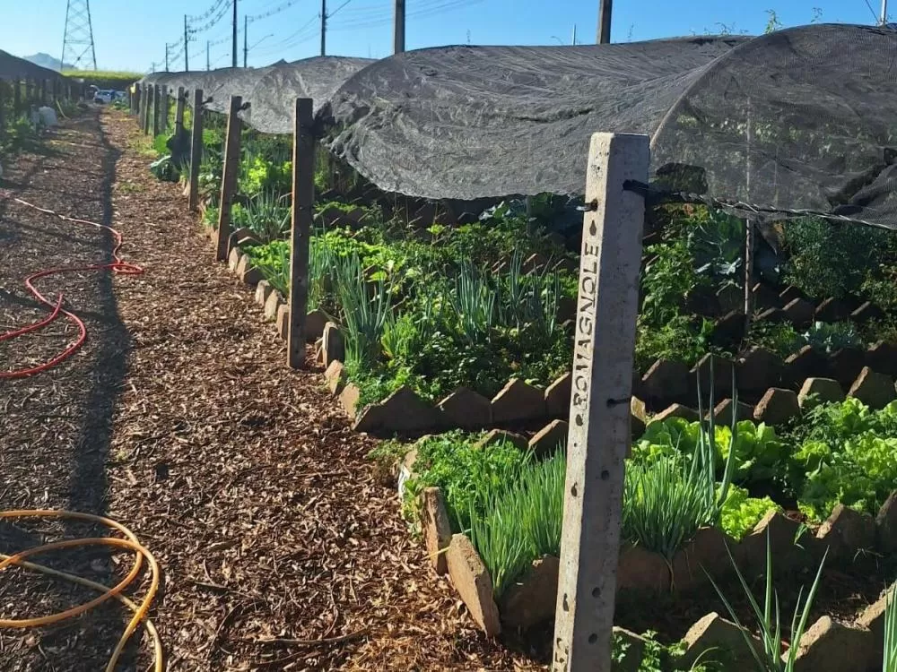 Parceria fortalece hortas comunitárias em Lago das Torres