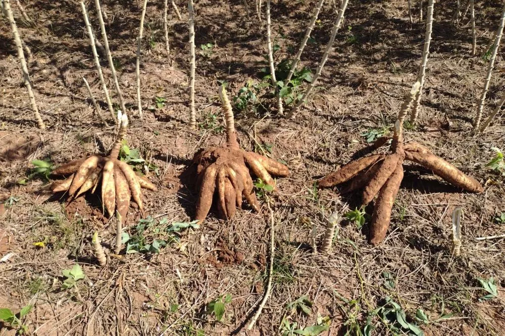 IDR-Paraná apresenta novas opções de mandioca no Show Rural Foto: IDR