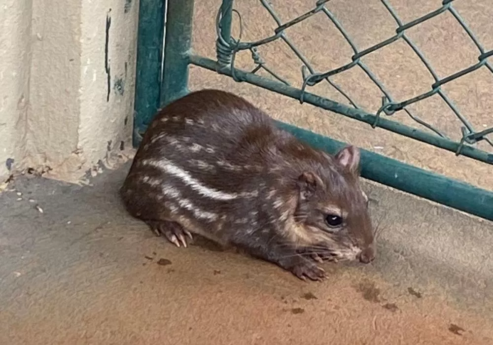 Foto: Divulgação/Parque Ecológico Klabin.
