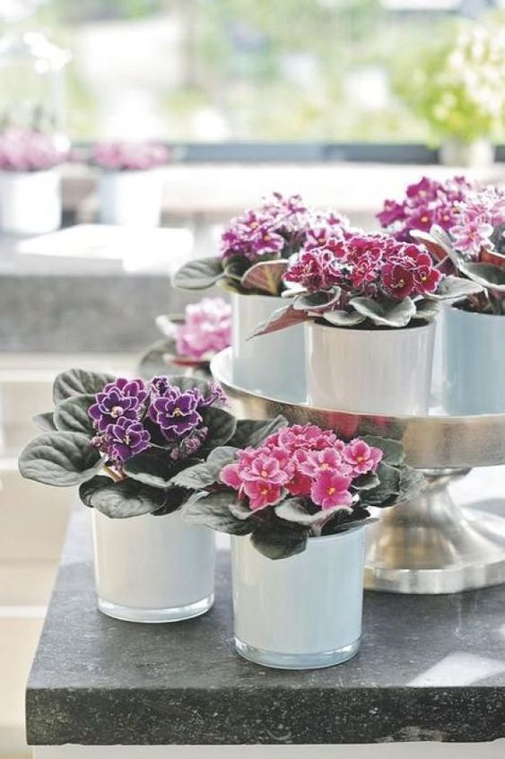 (Foto: Divulgação)