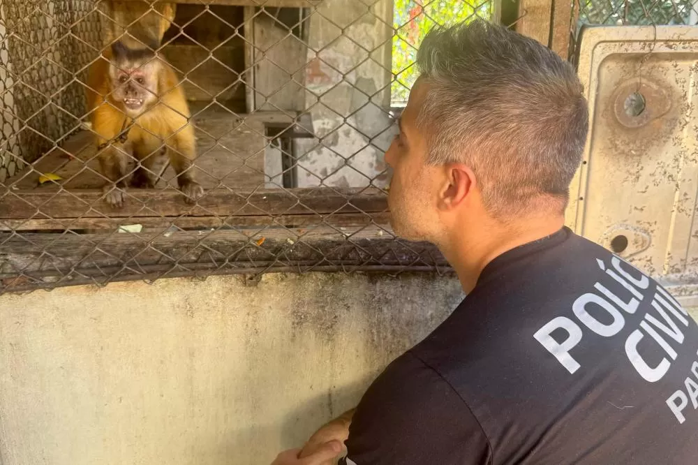 PCPR resgata macaco-prego que viveu 31 anos preso em uma gaiola em Colombo Foto: Guilherme Dias/PCPR