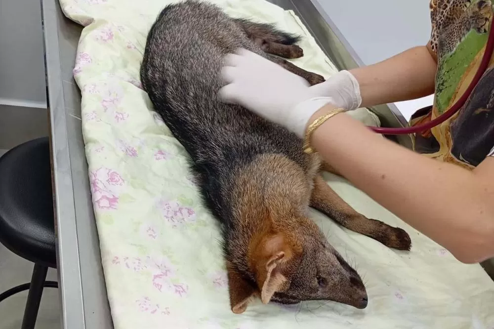 Cachorro-do-mato encontrado feriado em Toledo passa por tratamento e reabilitação no CAFS de Cascavel. Foto: IAT