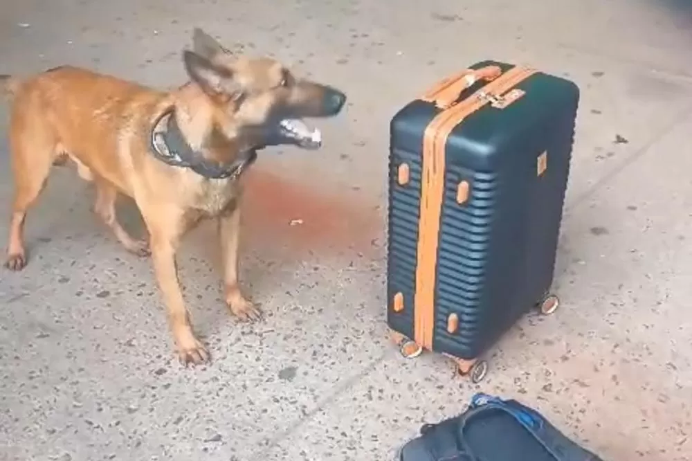 PMPR apreende 19 quilos de maconha na rodoviária de Curitiba Foto: PMPR