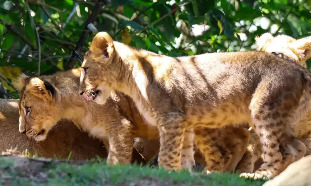  Rovena Rosa/Agência Brasil