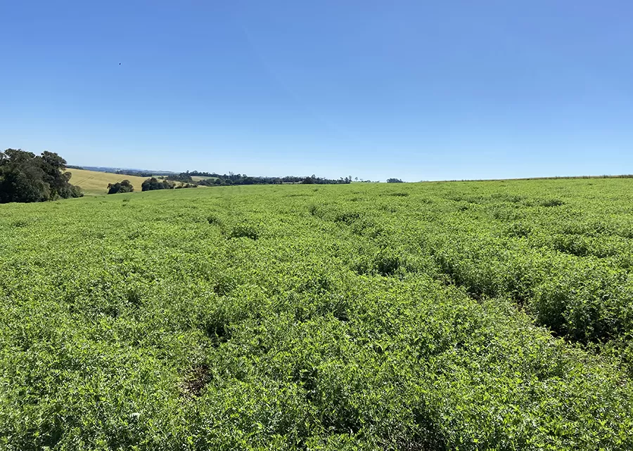 Foto: Daniel Montardo