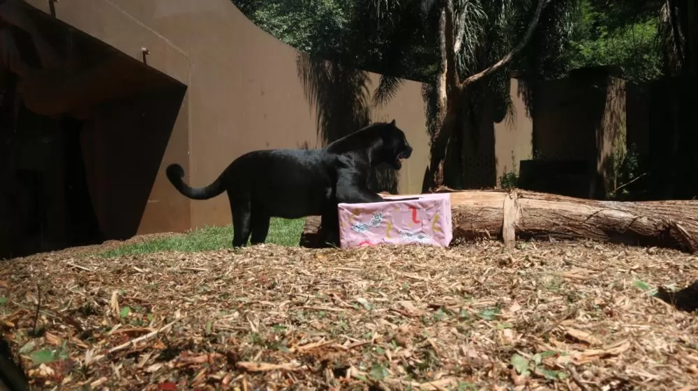Animais do Refúgio Bela Vista recebem enriquecimento ambiental em clima de carnaval