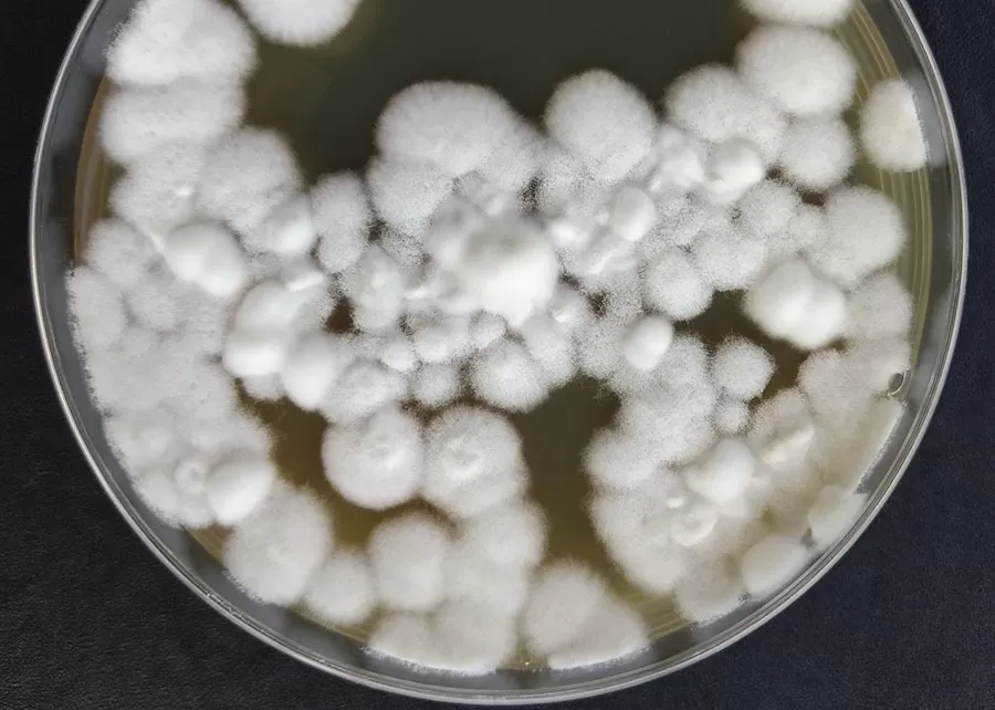 Foto: Adilson Lopes Lima