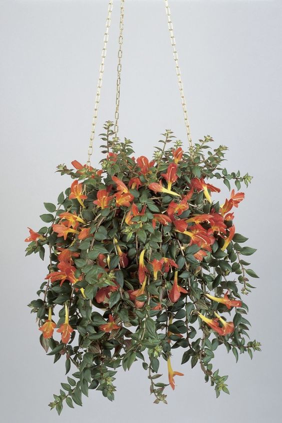 (Foto: Divulgação)