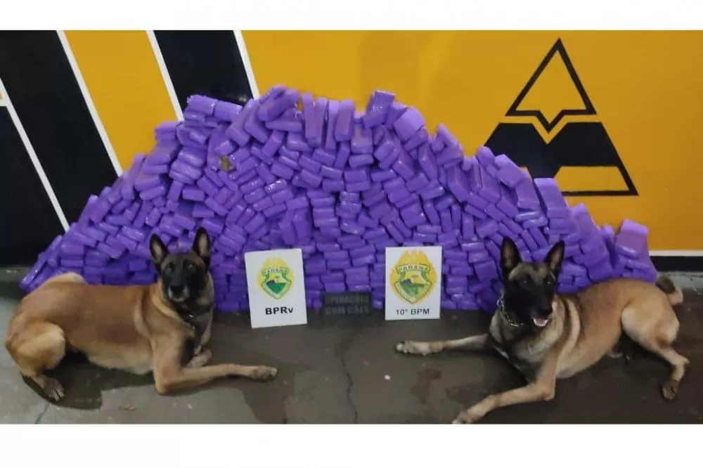 PM apreende 21 mil cigarros eletrônicos e 238 kg de maconha em rodovia de Rolândia Foto: PMPR