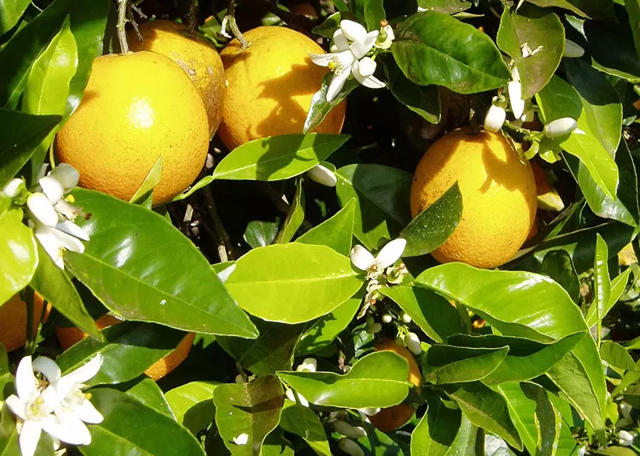 Foto: Orlando Passos