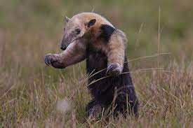 (Foto: Divulgação)