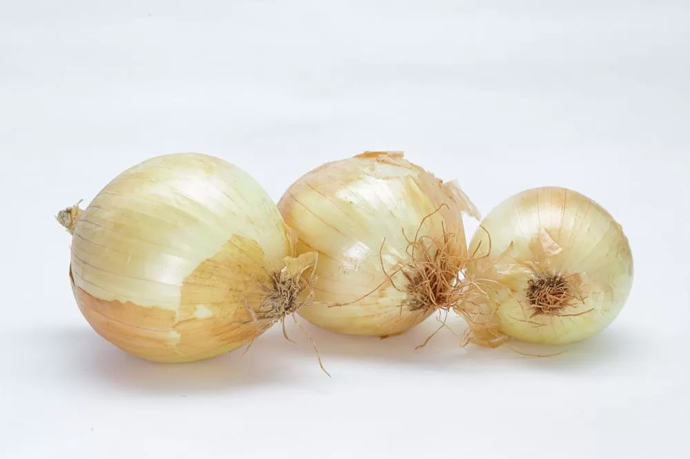 Three onions (Allium cepa) in natura, still with skins, exposed in rows and where you can see the root and stalk of one of them. Foto: Roberto Dziura Jr/AEN