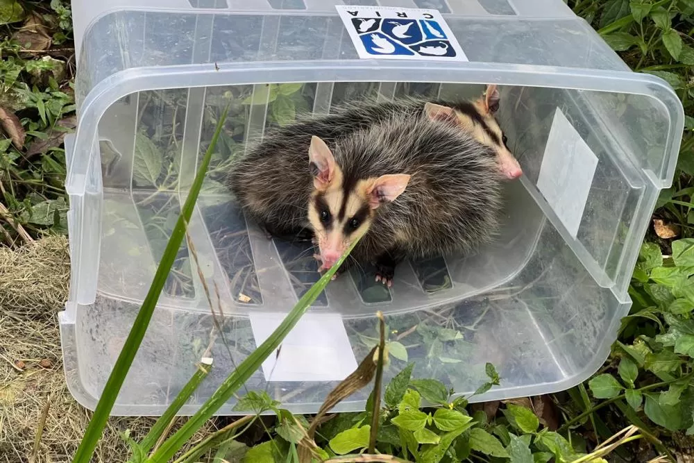 IAT promoveu a soltura de seis gambás-de-orelha-branca que estavam sob cuidados dos participantes do programa de Voluntariado para Cuidados e Reabilitação Intensiva de Animais Silvestres (CRIA) Foto: IAT