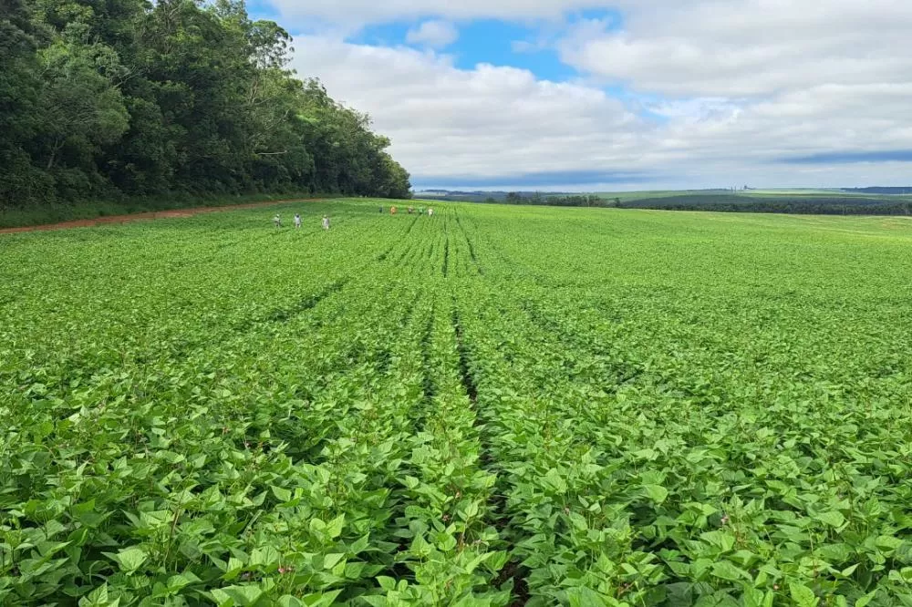 IDR-Paraná lança nesta semana cultivar de feijão de alto potencial produtivo Foto: IDR