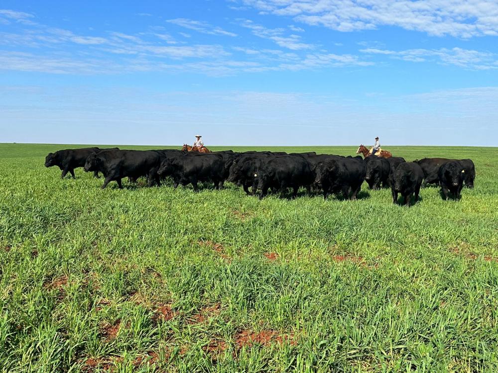 Legenda: Integração lavoura e pecuária será um dos focos da palestra Lavoura de carne Crédito: Divulgação