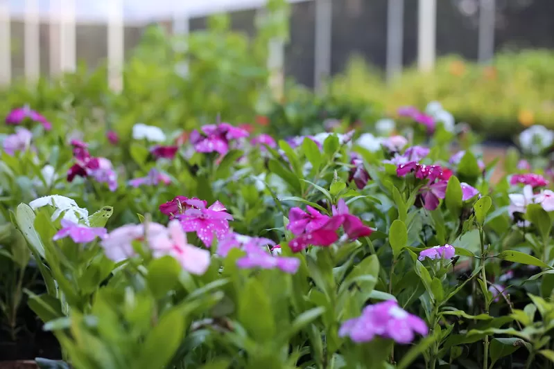 (Foto: Divulgação)