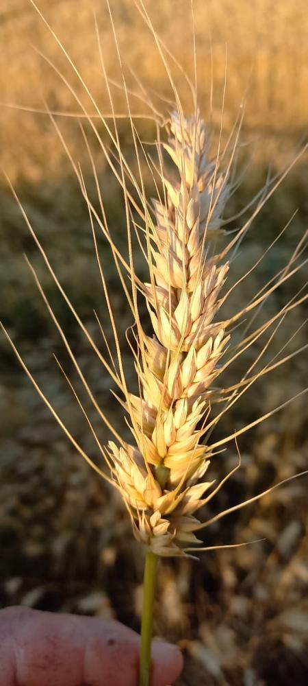 Legenda: Trigo será sensação da quarta edição do Show Rural de Inverno, de terça a quinta-feira Crédito: Assessoria