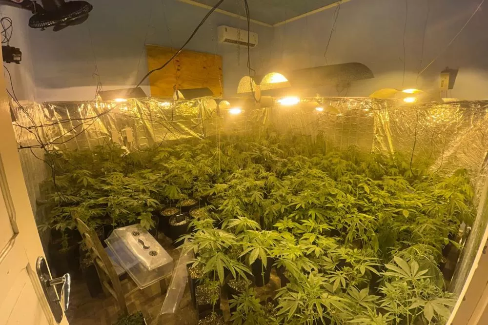 Polícia Militar localiza estufa com 415 pés de maconha em Campo Largo Foto: PMPR