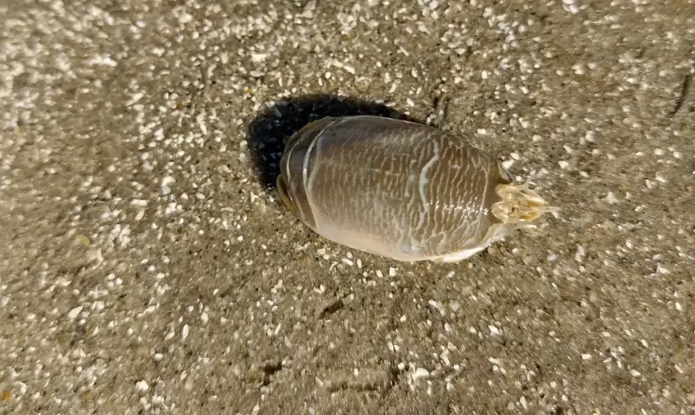 Mariana Terossi/UFRGS