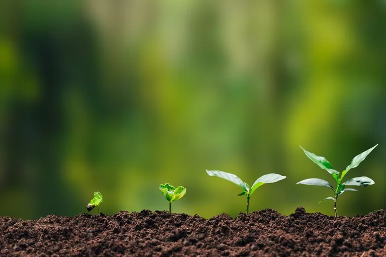 ProFloresta+ vai selecionar projetos de restauração ecológica com espécies nativas - Foto: Banco de Imagens / Getty Images