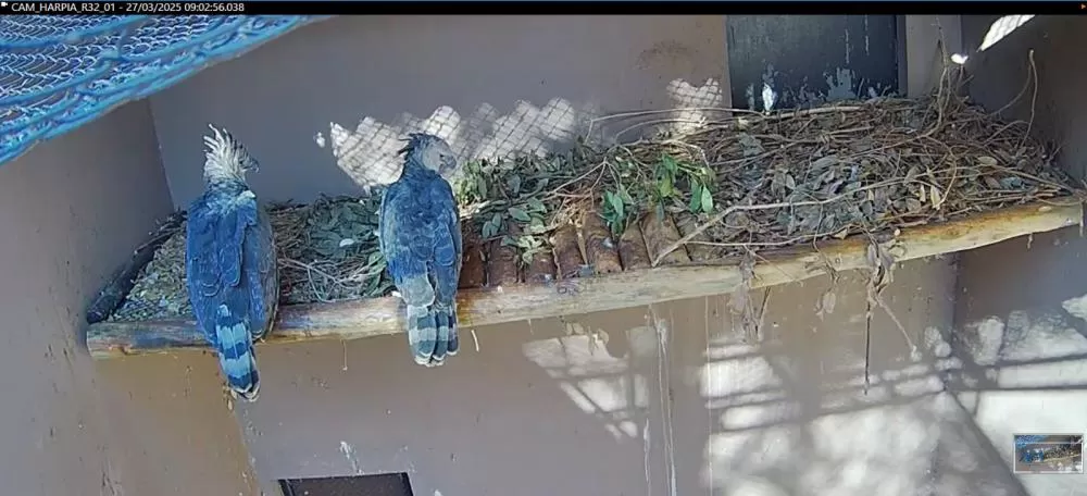 Câmera em recinto registra ninho com casal de aves