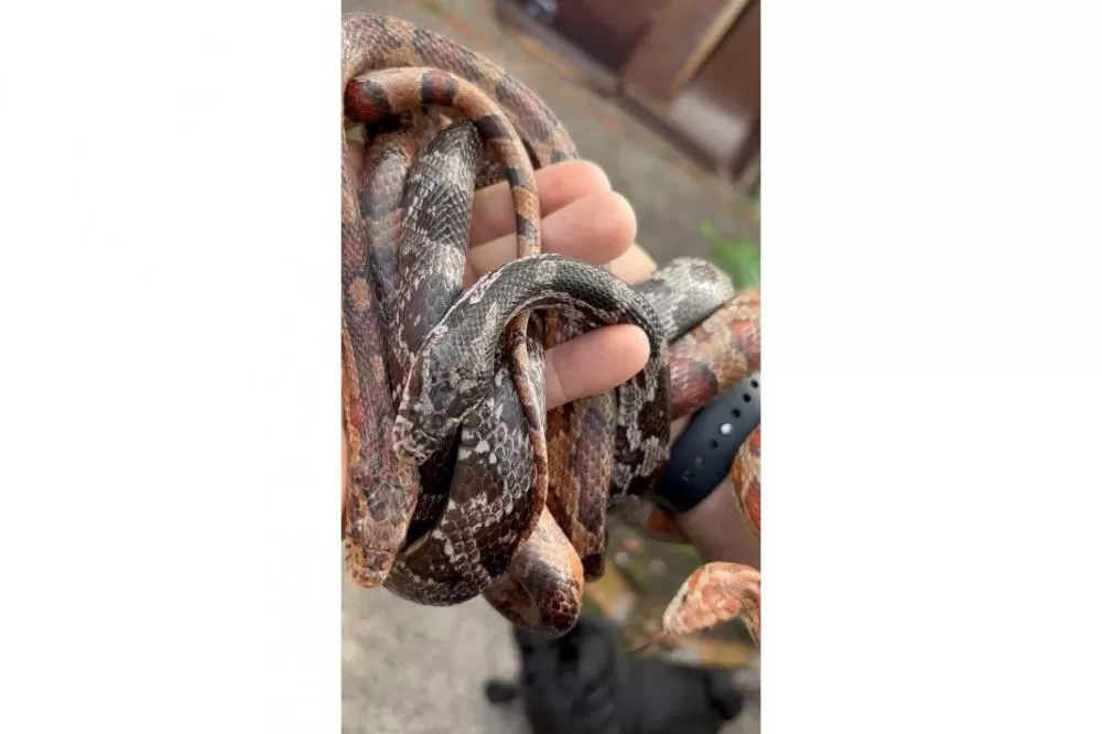 PCPR prende homem por tráfico de animais e apreende 215 aves exóticas e cobras em Imbituva Foto: PCPR