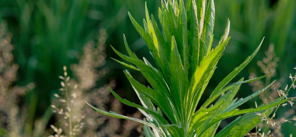 (Foto: Divulgação)